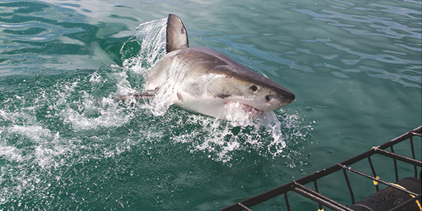Mossel Bay Activities - Shark Cage Diving