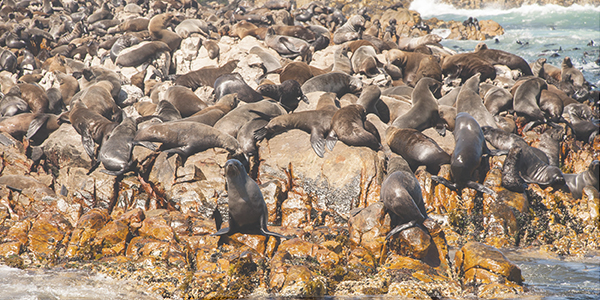 Mossel Bay Activities - Seal Island